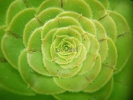 多汁,綠色,植物