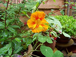 金蓮花,橙色,花