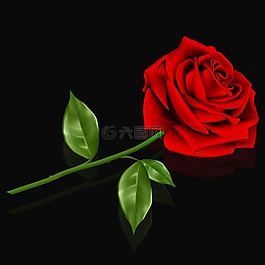 花,愛情,羅莎