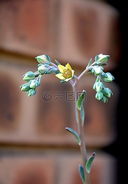小花,開(kāi)花,花園
