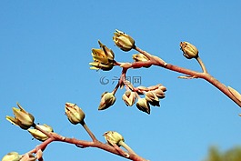 春,天空,植物