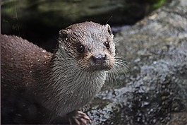 水獺,動物園深,fousky