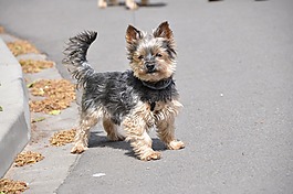 约克夏犬,狗,动物