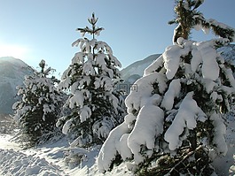 雪,樹,冬天