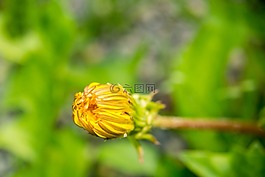 蒲公英,開花,黃色