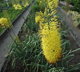 鮮花,黃色,花園