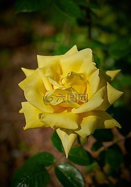 玫瑰,花卉,宏