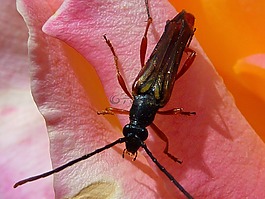 甲虫，昆虫,昆虫,花