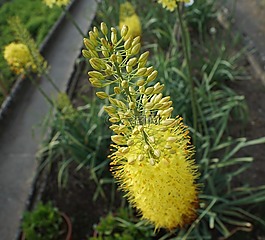 鮮花,黃色,花園