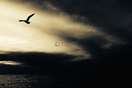 海鷗,自然,動(dòng)物