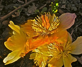 芽,黃色,鮮花