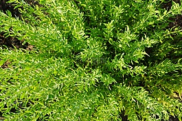 麝香草,夏季,中药