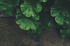 模糊,特寫,環(huán)境