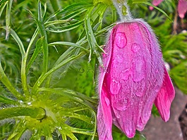 花卉,紅色,夏天