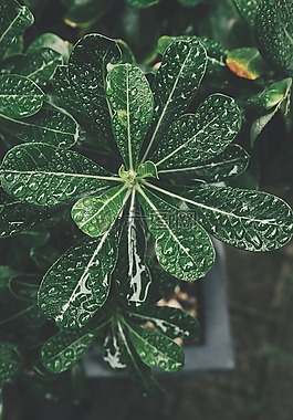 盆景,植物,植物学