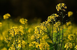 字段,油菜,黃色花