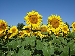 向日葵,天空,夏季