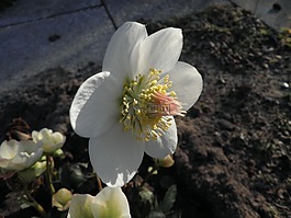圣誕玫瑰,開花,花