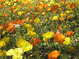 罌粟,花多,blütenmeer