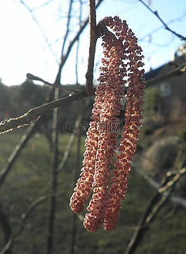 榛子,開花,紅色