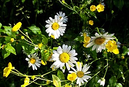 雛菊,野生,鮮花