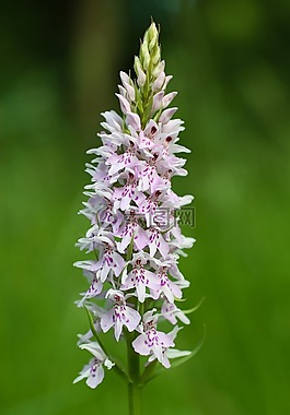 花,野生,野生花卉