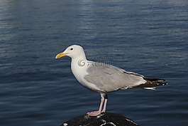 海鷗,海,假期