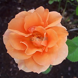 玫瑰,花,開花