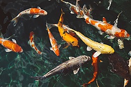 動物,魚類,魚錦鯉