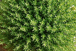 麝香草,夏季,中药