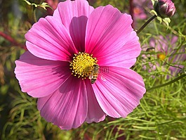 花,花粉,蜜蜂