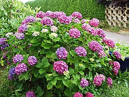 gartenhotensie,鲜花,布什