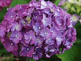 gartenhotensie,開花,鮮花