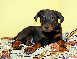 狗,交易所beauceron,黑色