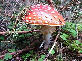 蘑菇,運氣,紅色飛木耳香菇