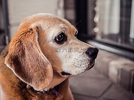 小獵犬,狗,寵物