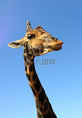 長頸鹿,動(dòng)物園,非洲