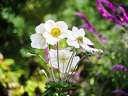 自然,植物,花