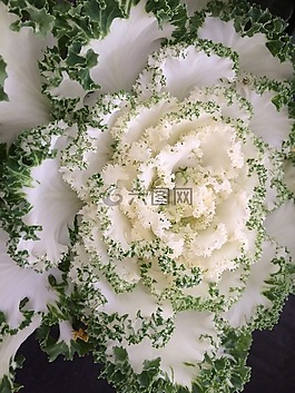 花,葉,植物區(qū)系