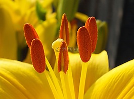 鮮花,黃色的花,黃色