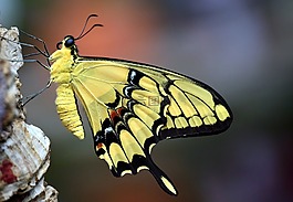 配合,鳳蝶 machaon,蝴蝶