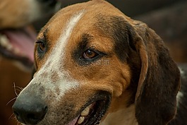 狗,狩獵,包