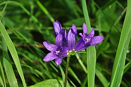 花,紫,盛開