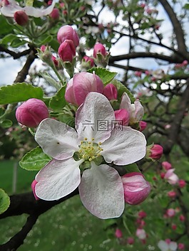 蘋果花,樹,自然