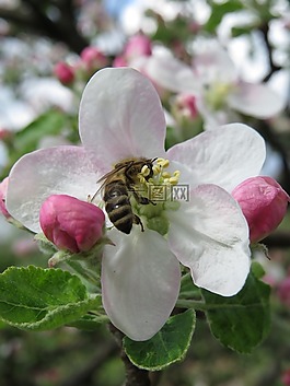 蜜蜂,蘋果花,自然