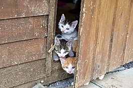 可愛,貓,動物