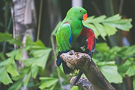 動物,動物攝影,鳥