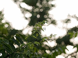 散景,叶子,绿色