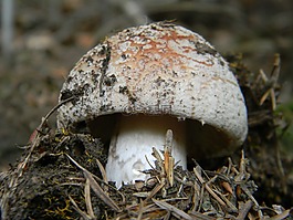 鵝膏菌,森林,亂拋垃圾