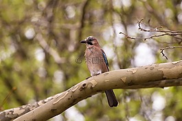 動物,鳥,散景